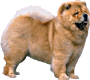 A golden Chow dog, standing
