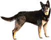 A standing German Shepherd dog
