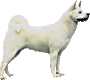 A standing white Husky