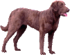 A standing brown retriever