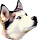 A Husky's head