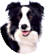 A different Border Collie's head, ears floppy