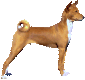 A standing proud looking dog with tightly curled tail