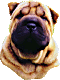 A Sharpei's head