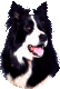 A Border Collie's head, ears pricked